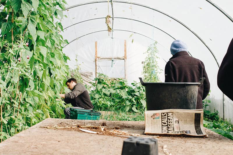 Farming greenhouse vegetables