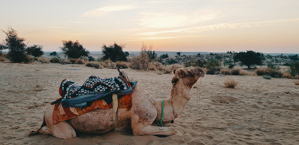 Jaisalmer India Camel Ride