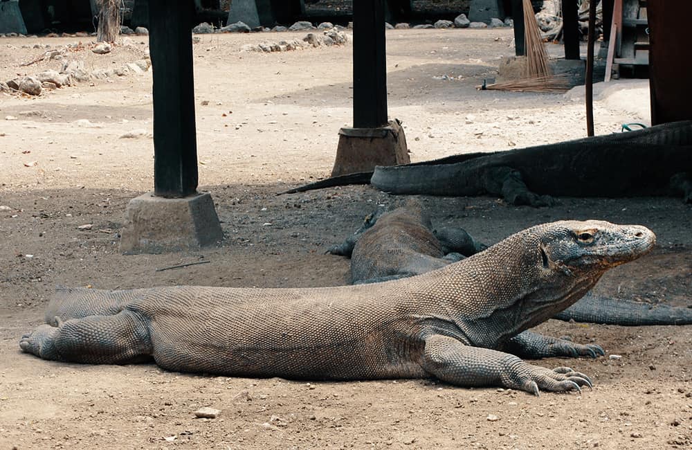 Komodo Dragon