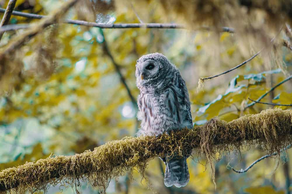 Owl in Parks