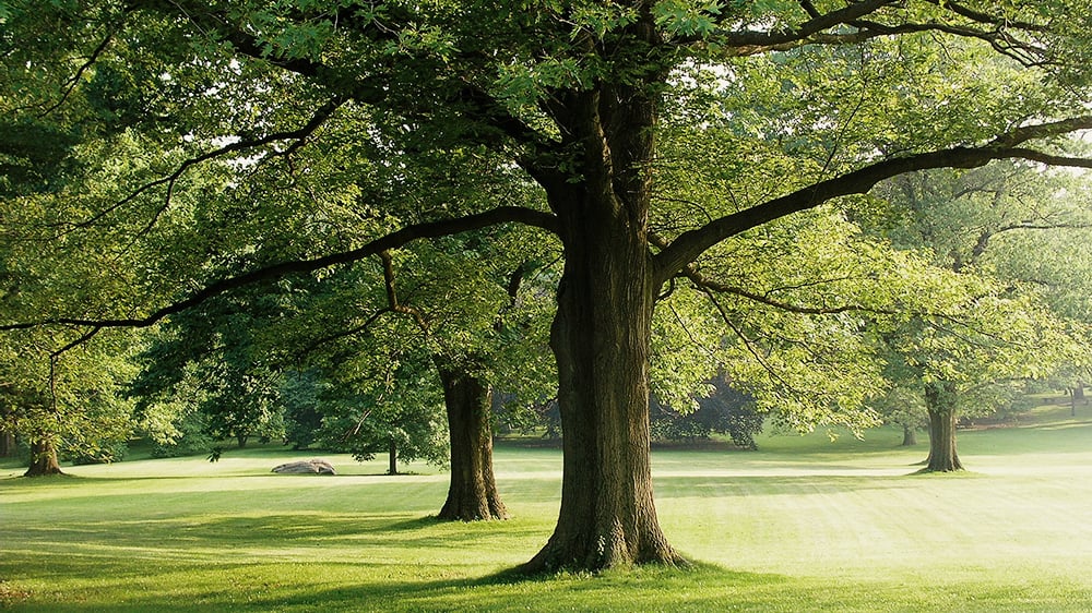 Planting Fields Arboretum