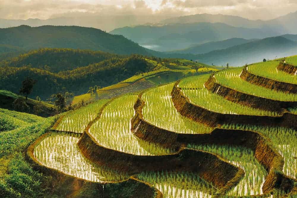 Terraced Rice Field in Chiangmai