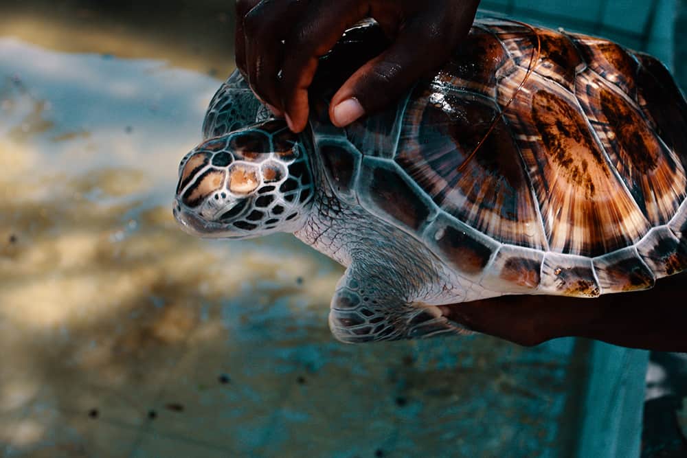 Zanzibar Mnarani Marine Turtle Conservation Center