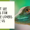 best places for reptile lovers us