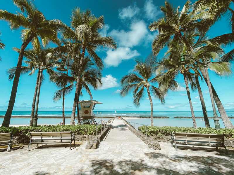 bright palm trees beach