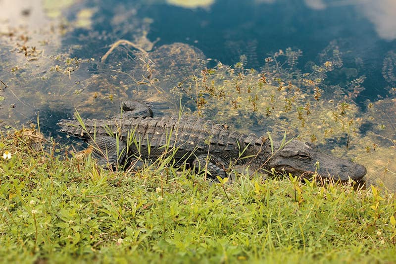 everglades alligator