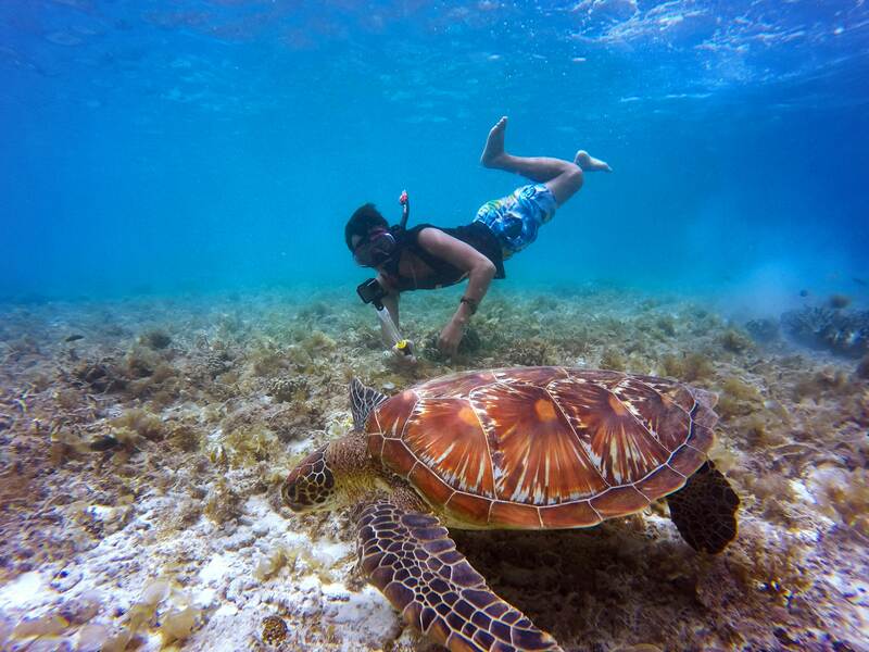 sea turtle man snorkeling gopro